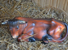 Adventsgottesdienste in der Pfarrei St. Hippolytus – OCHSE UND ESEL –